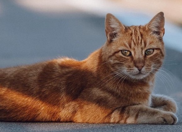 Een bronzen beeld voor Brammetje de Stationskat: 3 Purmerenders starten doneeractie