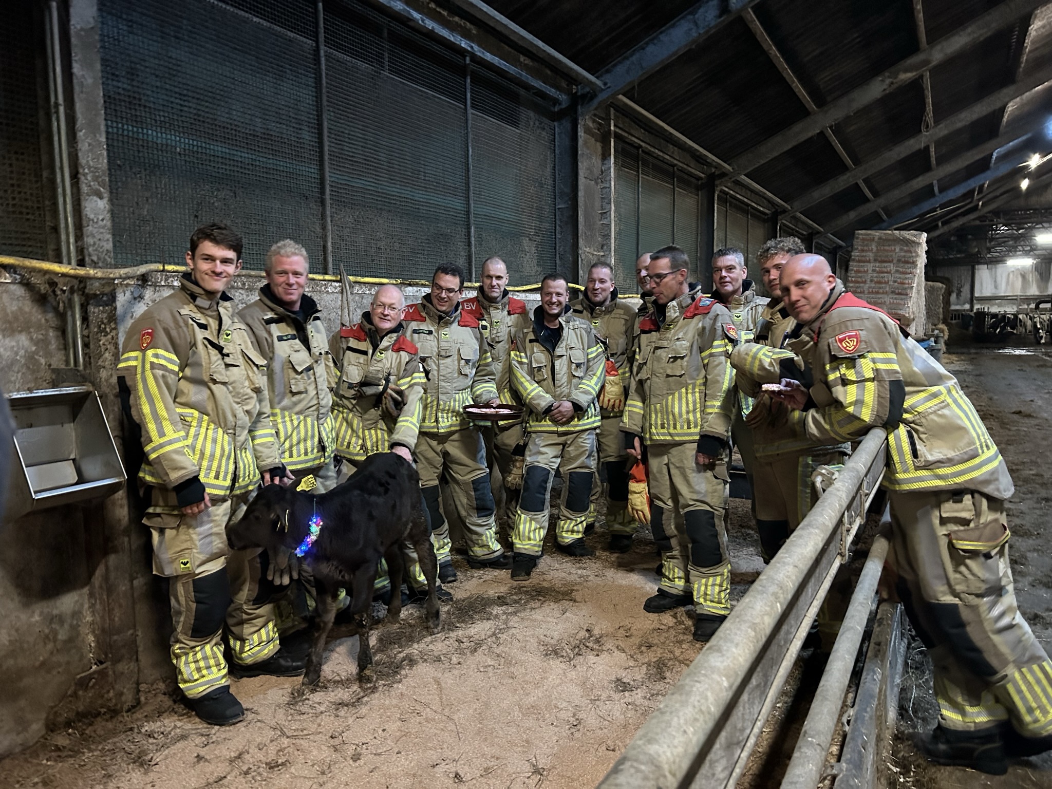 Brandweer Beemster op kraamvisite bij kalf ‘Fire’ die geboren werd tijdens brand in stal